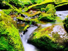 -汤旺河林海奇石景区