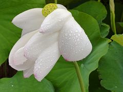 -费孝通江村纪念馆