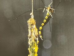 -怀托摩萤火虫洞