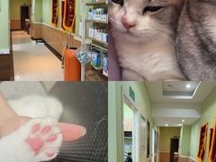 -瑞鹏宠物医院·夜间急症·心超·猫科(祖庙分店)