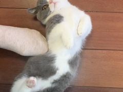 -翊宠yipet猫狗购宠庄园犬舍•猫舍