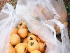 -桃源山庄·烤全羊·柴火鸡·烧烤团建(龙泉山店)