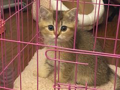 -糯米喵星人总部直营旗舰店·猫舍·幼猫出售