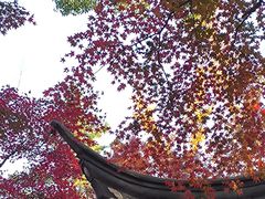 -秋霞圃