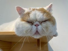 -Heymao猫咖.咖啡厅(东门店)