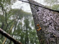 -山王坪喀斯特国家生态公园