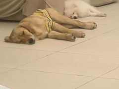 -怪兽屋·羊驼·猫咖·狗咖(俊华广场店)