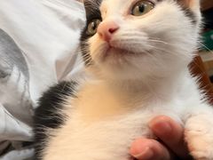 -楼上猫咖(罗湖店)