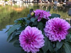 -深圳仙湖植物园