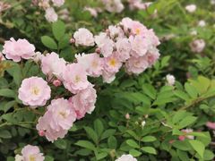 -苏州上方山国家森林公园