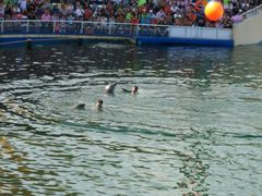 -秦皇岛乐岛海洋王国