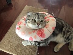 -纳吉亚猫专科动物医院·北北分院