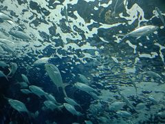 -上海海洋水族馆