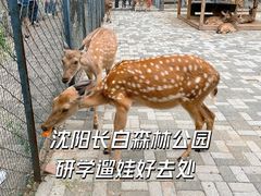 -长白岛森林公园