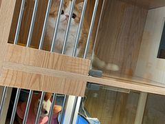 -老吴的猫·猫舍(新区店)