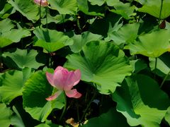 -羊亭河湿地公园