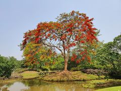 -中国科学院西双版纳热带植物园