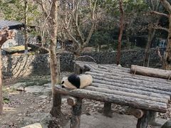 -都江堰中华大熊猫苑