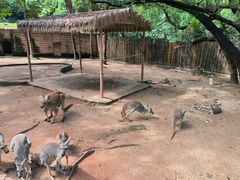 -深圳野生动物园