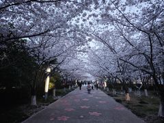 -高东镇樱花园