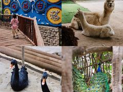 -呀路古热带植物园