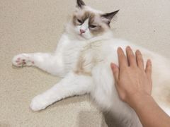 -藏猫猫咖啡主题馆(中央大道店)