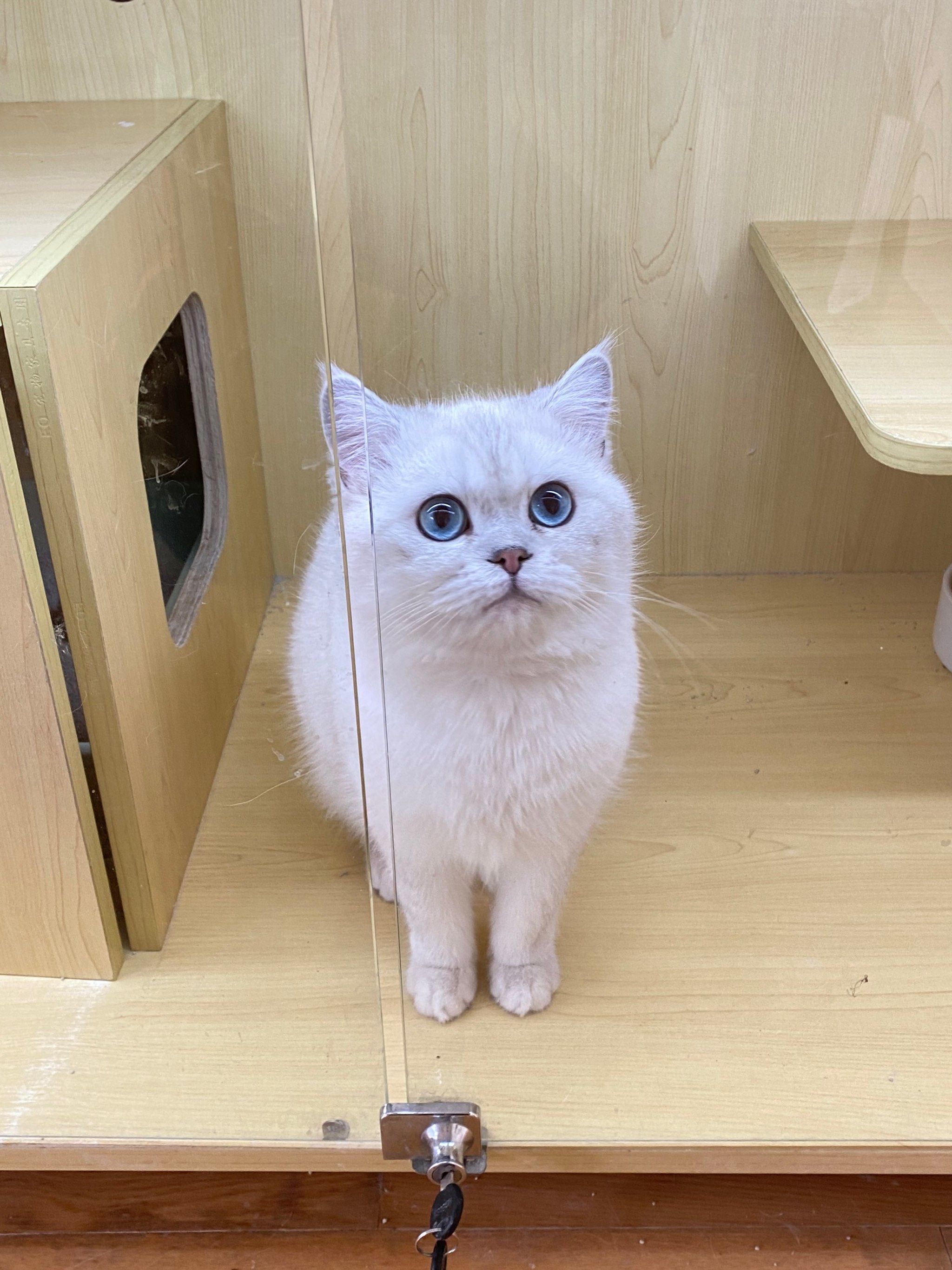 的小猫咪 #这样萌萌的小毛孩可爱的不像话了 #又是被小猫可爱到的一天