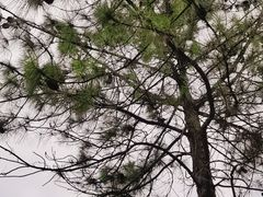-美兰湖景区