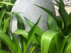 -100蛋泥浆浴