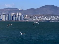 -洱海月湿地公园
