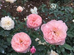 -人民公园(罗湖区)