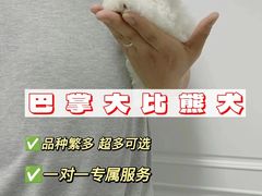 -萌宠之家·腊肠犬·马尔泰·小体犬舍