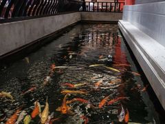 -龙悦湾酒家·八阵鱼生·渔人码头店