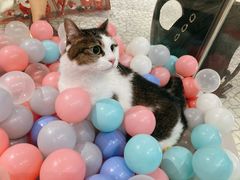 -momokira米努特·德文卷毛猫·棉花面纱犬