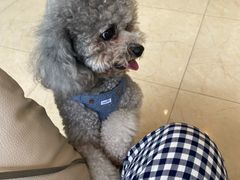 -瑞派申生动物医院·24H夜诊·国际动物医疗中心·骨外科(吴中路店)