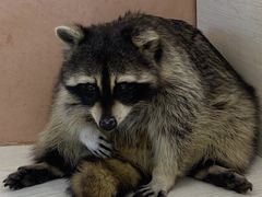 -浣熊柯尔鸭土拨鼠·电玩咖