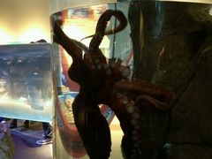 -西雅图水族馆