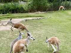 -泉州海丝野生动物世界