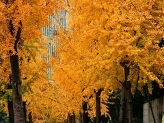 -重庆市江北嘴中央商务区中央公园