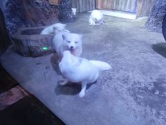 -芜湖新华联大白鲸海洋公园