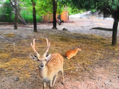 -清迈夜间动物园