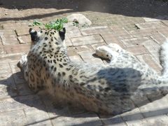 -青藏高原野生动物园