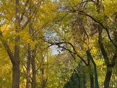 -三里屯东五街银杏大道