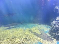 -上海长江河口科技馆