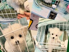 -翊宠yipet猫狗购宠庄园犬舍•猫舍