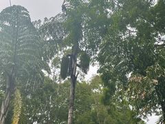 -中国科学院西双版纳热带植物园