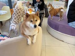 -怪兽屋·羊驼·猫咖·狗咖(俊华广场店)