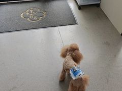 -凯瑞希宠物医院·狂犬免疫·微创·皮肤科