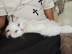 -宠福鑫康馨动物医院·骨科·眼科