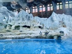 -帝企鹅自助餐厅•儿童岛•真企鹅(长隆企鹅酒店)